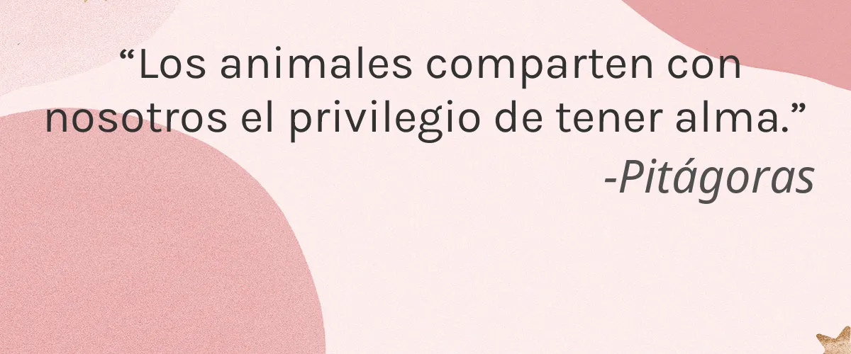 The Glow up By Angie 4 Cruelty Free The Glow up By Angie cita-Pitágoras