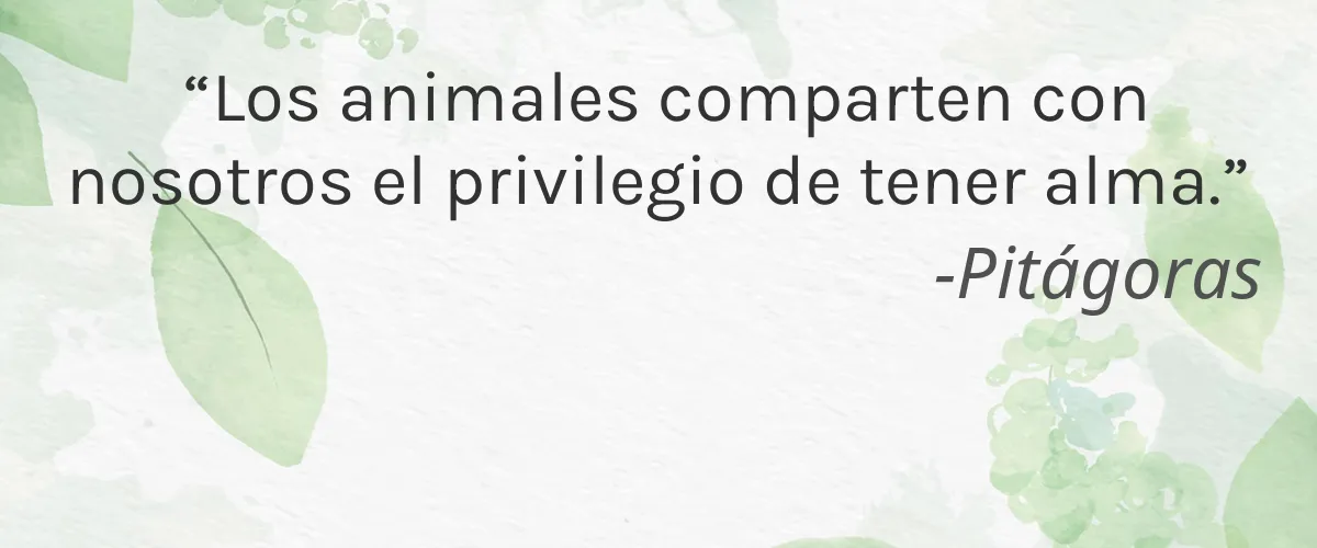 TRÉBOL VERDE 4 Cruelty Free TREBOL VERDE cita-Pitágoras