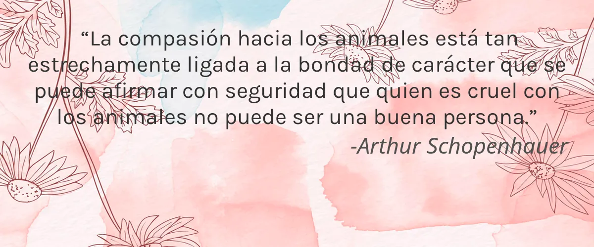 VISUM 5 Cruelty Free VISUM cita-Arthur Schopenhauer