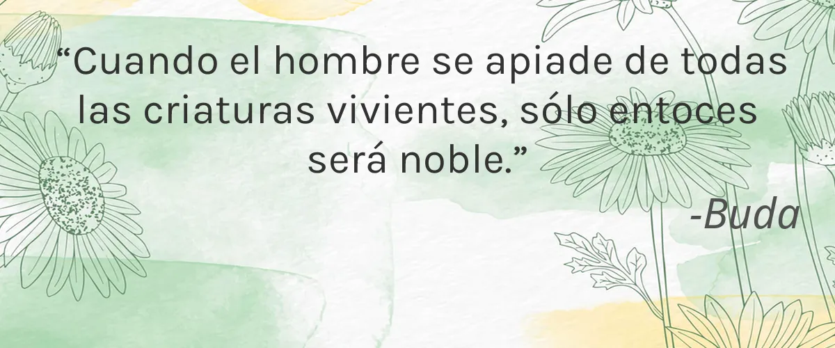 Wellnesse 4 Cruelty Free Wellnesse cita-Buda